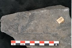 Foto (Detailansicht) von Alethopteris aquilina Brongniart (NHMW-GEO-2024-0188-11259)